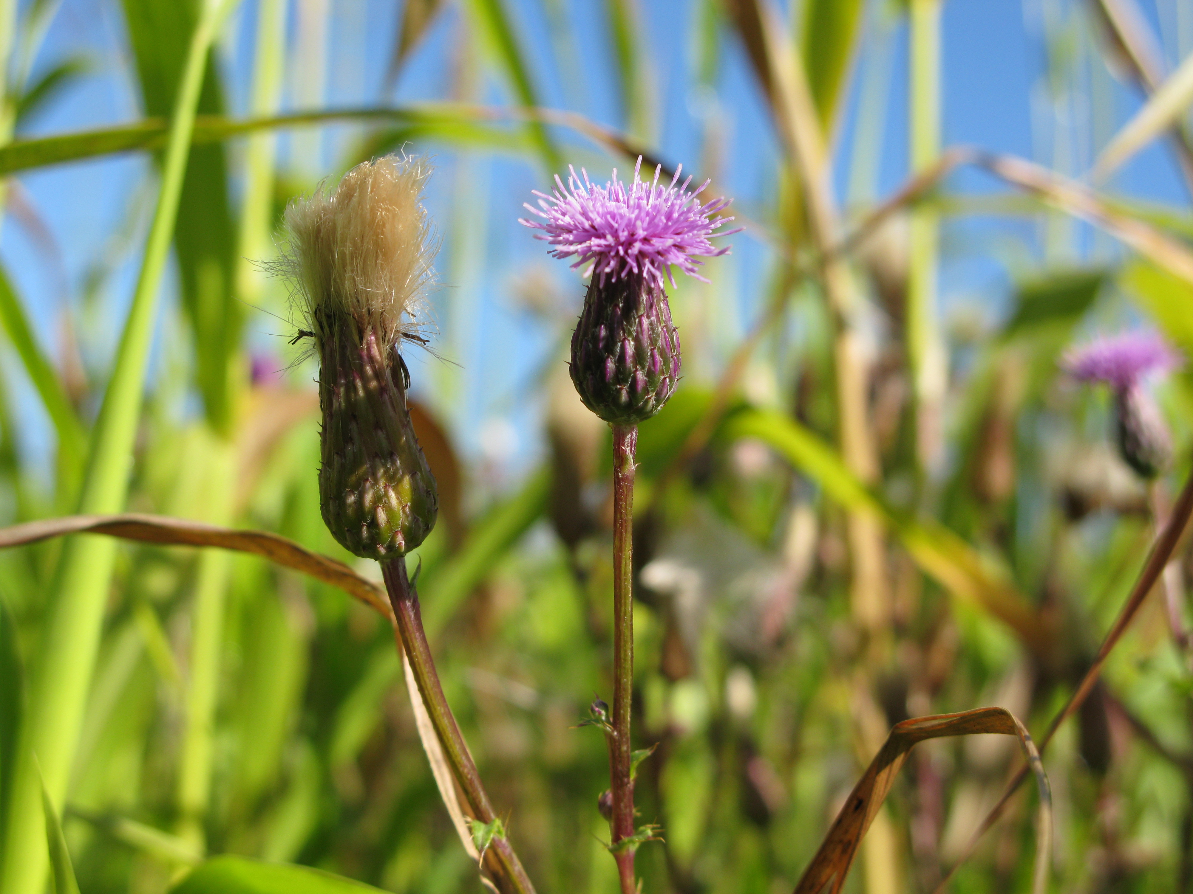 The photo is of a Canada thistle flower and a seed head.